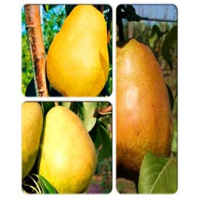 Груша > коллекция из 3-х сортов: Груша Говерла => Груша Далисан => Груша Дельбараю Груша > коллекция из 3-х сортов: Груша Говерла => Груша Далисан => Груша Дельбараю