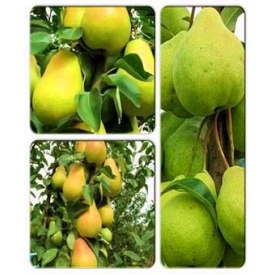 Груша колоновидная > коллекция из 3-х сортов: Груша колоновидная Г-2 (осенняя) => Груша колоновидная Диалог => Груша колоновидная Зеленый дождь Груша колоновидная > коллекция из 3-х сортов: Груша колоновидная Г-2 (осенняя) => Груша колоновидная Диалог => Груша колоновидная Зеленый дождь