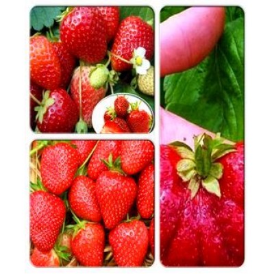Клубника > коллекция из 3-х сортов: Клубника Аромас => Клубника Бениция => Клубника Богота Клубника > коллекция из 3-х сортов: Клубника Аромас => Клубника Бениция => Клубника Богота