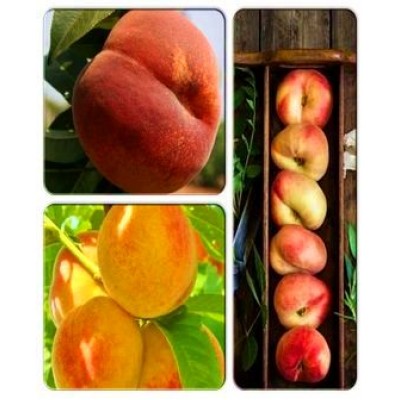 Персик > коллекция из 3-х сортов: Персик Еллоу Пич => Персик Подарок Киева => Персик инжирный Свит Ринг Персик > коллекция из 3-х сортов: Персик Еллоу Пич => Персик Подарок Киева => Персик инжирный Свит Ринг