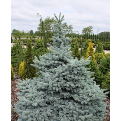 Саженец Ели "Хото" Саженец Ели "Хото"